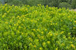 Bushy St. Johnswort